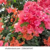 Bougainvillea Red (Gandhi Bail)
