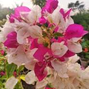 Bougainvillea Variegated Double