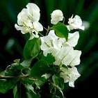 Bougainvillea  White