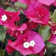 Bougainvillea  (Different colours)