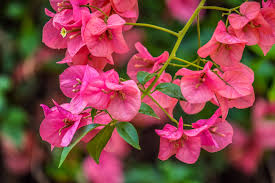 Bougainvillea glabra (Bougainvillea	بوگن ویلیا)