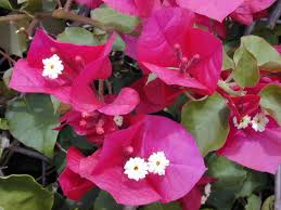 Bougainvillea spectabilis	(Bougainvillea	بوگن ویلیا)