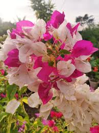 Bougainvillea spp.(double)	(Bougainvillea	بوگن ویلیا)