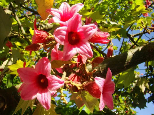 Brachychiton  (Pink Flame Tree)