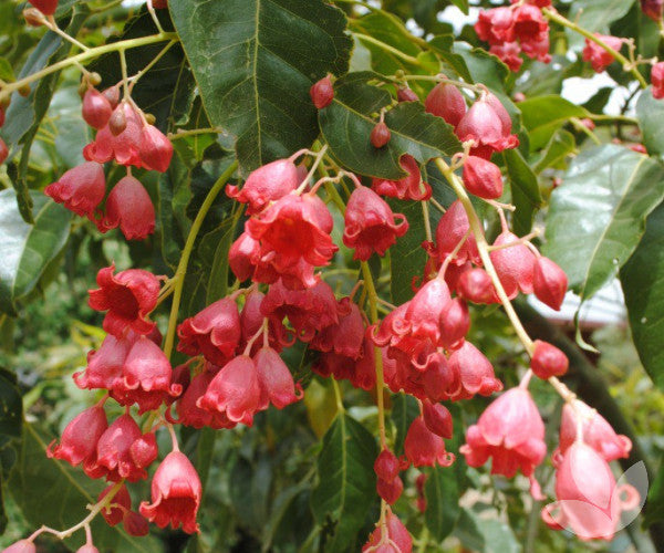 Brachychiton (Red flower)