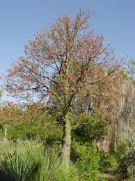Brachychiton discolor (لیسبارک ٹری)
