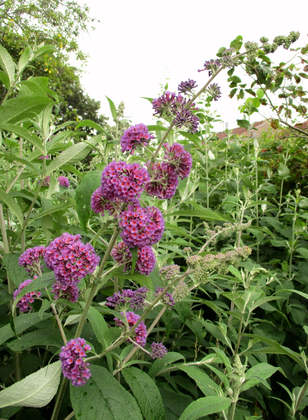 Buddleja hybrid	(Banna	بنا)
