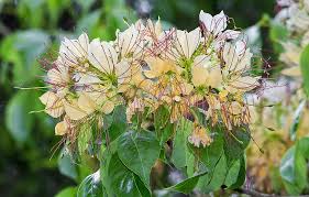 Burna (Spider Tree)
