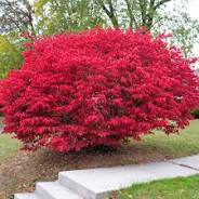 Burning Bush Dwarf