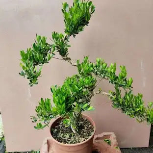 Boxwood ,plant,