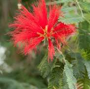 Calliandra (Mexican Flame Bush)