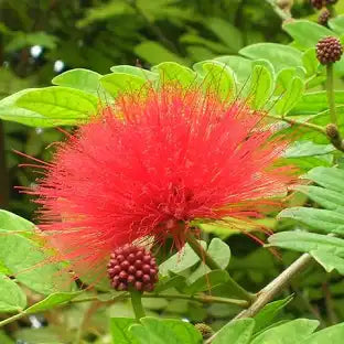 Calliandra (Power-Puff)