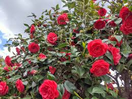 Camellia tree