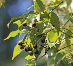 Camphor Tree / Cafoor