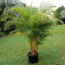 Cane Palm