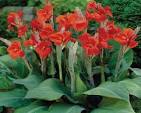 Canna Red