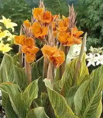 Canna Variegated 'Bengal Tiger'