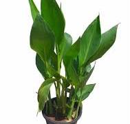 Canna (Green)