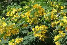 Cassia Glauca