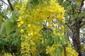 Cassia Victoria	(Cassia victoria	کیشیا وکٹوریا)