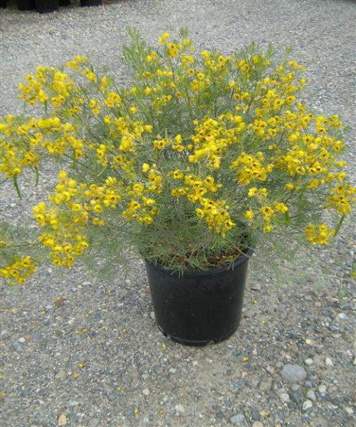 Cassia artemisioides	(Artimisioide 	آرٹیمیسائیوئڈ)