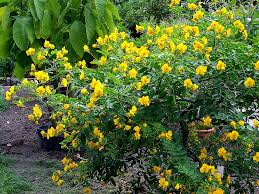 Cassia corymbosa