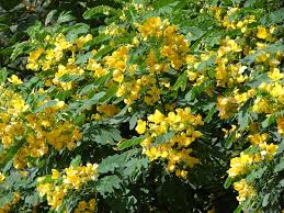 Cassia surattensis	(Cassia galaca	کیشیا گالاکا)