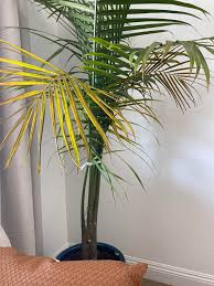 Cat Palm (Shady)