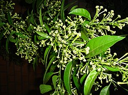 Cestrum nocturnum	(Raat ki rani	رات کی رانی)