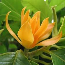Champa   (Himalayan Magnolia)