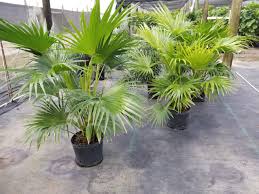 China Palm