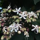 Chlerodendron