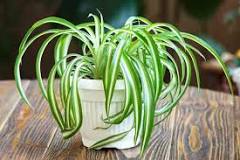 Chlorophytum Variegated  (Spider Plant)