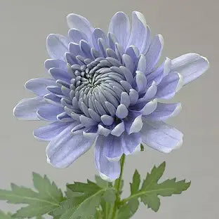 Chrysanthemum
