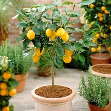 Citrus Plants