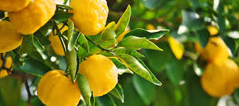 Citrus spp (grafted)