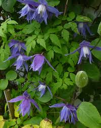 Clematis fragrans	(Clematis	کلیمیٹس)