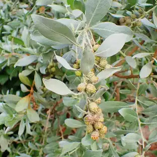 Conocarpus ( Buttonwood)