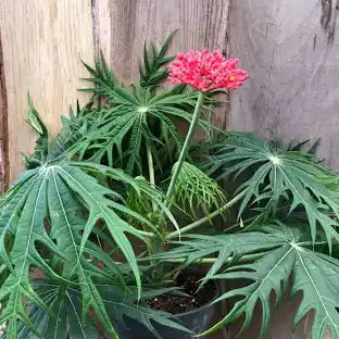 Coral Bush/Jatropha