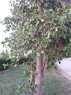 Cordia myxa (Lasura	لسوڑا  )