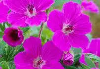 Cranesbill geranium