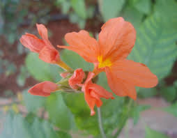 Crossandra infundibuliformis	(Crossandra	کروسینڈرا)