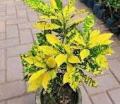 Croton Lemon