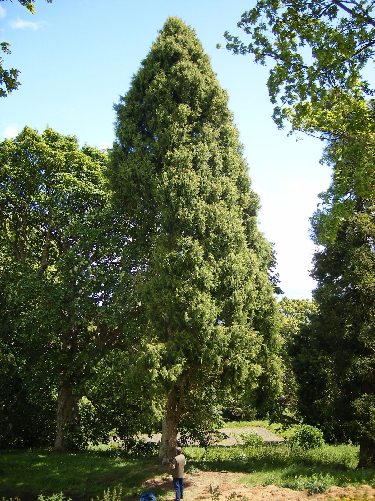 Cupressus torulosa (Surai	سرائے)