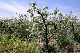 Cydonia spp. -	(Cydonia	سائڈونیا)