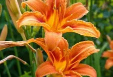 Day Lily Orange