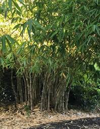 Dendrocalamus hamiltonii (Green Bambooگرین بانس)