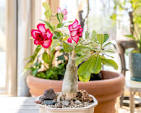 Desert Rose (Adenium hybrid)