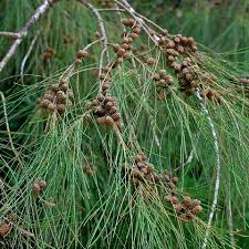 Desert Saroo (Australian pine)
