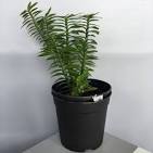 Devil's Backbone (Green Nagdaan)